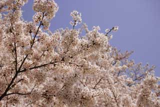 photo,material,free,landscape,picture,stock photo,Creative Commons,A cherry tree in full glory, cherry tree, petal, cherry tree, cherry tree