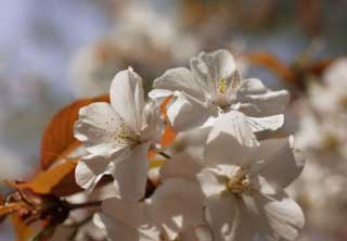 photo,material,free,landscape,picture,stock photo,Creative Commons,A cherry tree in full glory, cherry tree, petal, cherry tree, cherry tree