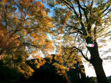 fotografia, materiale, libero il panorama, dipinga, fotografia di scorta,Zelkova contro la luce, zelkova, , , 