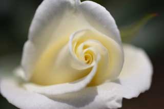 photo,material,free,landscape,picture,stock photo,Creative Commons,A white rose, White, petal, rose, rose