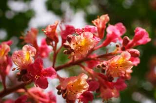 photo,material,free,landscape,picture,stock photo,Creative Commons,A dyer's saffron horse chestnut, horse chestnut, petal, horse chestnut tree, 