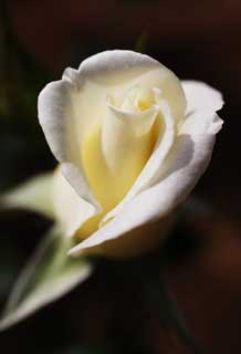 photo,material,free,landscape,picture,stock photo,Creative Commons,A white rose, White, petal, rose, rose