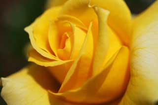 photo,material,free,landscape,picture,stock photo,Creative Commons,A yellow rose, Yellow, petal, rose, rose