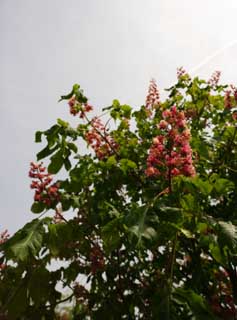 photo,material,free,landscape,picture,stock photo,Creative Commons,A dyer's saffron horse chestnut, cherry tree, petal, cherry tree, cherry tree