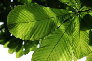 photo,material,free,landscape,picture,stock photo,Creative Commons,A large leaf of the fresh green, cherry tree, petal, cherry tree, cherry tree