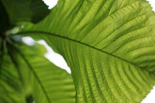 photo,material,free,landscape,picture,stock photo,Creative Commons,A large leaf of the fresh green, cherry tree, petal, cherry tree, cherry tree