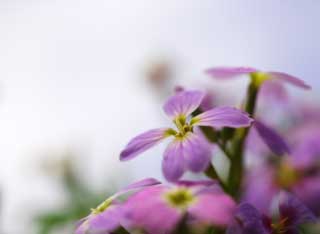 photo,material,free,landscape,picture,stock photo,Creative Commons,A bluish violet floret, Bluish violet, petal, floret, blue sky