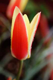 photo,material,free,landscape,picture,stock photo,Creative Commons,A tulip, , tulip, petal, Red