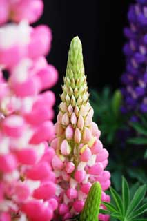photo,material,free,landscape,picture,stock photo,Creative Commons,Spring of a lupine, lupine, bud, bud, 