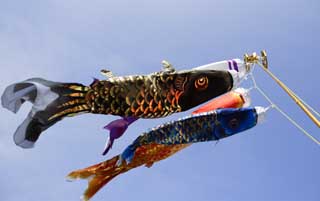 photo,material,free,landscape,picture,stock photo,Creative Commons,Swimming of a carp streamer, dark flag, Koinobori, carp streamer, 