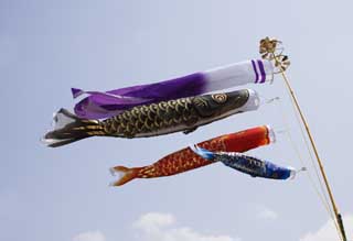 photo,material,free,landscape,picture,stock photo,Creative Commons,Swimming of a carp streamer, dark flag, Koinobori, carp streamer, 