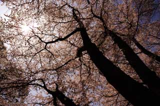 Foto, materiell, befreit, Landschaft, Bild, hat Foto auf Lager,Eine Silhouette eines Daches eines Kirschenbaumes, Kirschenbaum, Bltenblatt, , 