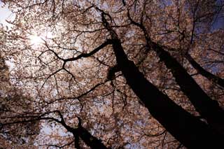 photo,material,free,landscape,picture,stock photo,Creative Commons,A silhouette of a roof of a cherry tree, cherry tree, petal, cherry tree, cherry tree