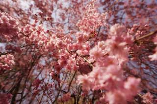 photo,material,free,landscape,picture,stock photo,Creative Commons,A double cherry blossom, cherry tree, petal, cherry tree, cherry tree