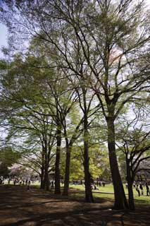 fotografia, materiale, libero il panorama, dipinga, fotografia di scorta,Un zelkova di un germoglio, , zelkova, , parco