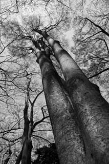 photo,material,free,landscape,picture,stock photo,Creative Commons,A huge tree of a park, Monochrome, Black and white, The bark, tree