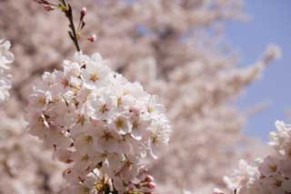 photo,material,free,landscape,picture,stock photo,Creative Commons,A Yoshino cherry tree, cherry tree, petal, cherry tree, cherry tree