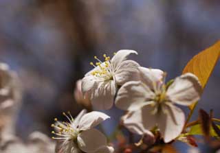 photo,material,free,landscape,picture,stock photo,Creative Commons,A wild cherry tree, cherry tree, petal, cherry tree, cherry tree