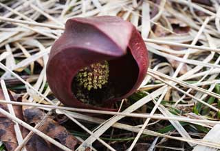 photo,material,free,landscape,picture,stock photo,Creative Commons,A skunk cabbage, skunk cabbage, Zen meditation grass, Dharmdoll so, Reddish brown