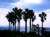 Foto, materieel, vrij, landschap, schilderstuk, bevoorraden foto,Palma bomen, Zee, Lucht, , 