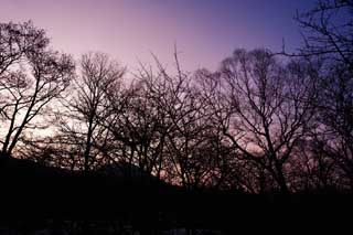 Foto, materieel, vrij, landschap, schilderstuk, bevoorraden foto,Bomen van de morgen gloeien, De morgen gloeien, Aftakking, Silhouette, Indigoe plant