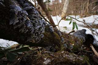 photo,material,free,landscape,picture,stock photo,Creative Commons,A mushroom of a fallen tree, mushroom, , , tree