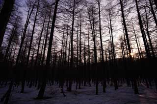 fotografia, materiale, libero il panorama, dipinga, fotografia di scorta,Alberi della mattina ardono, Il bagliore di mattina, ramo, silhouette, pianta di indaco naturale