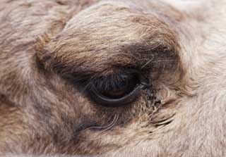 photo,material,free,landscape,picture,stock photo,Creative Commons,Eyes of a camel, camel, camel, camel, Eyes