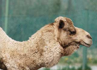 photo,material,free,landscape,picture,stock photo,Creative Commons,A camel, camel, camel, camel, neck