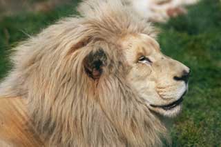 photo, la matire, libre, amnage, dcrivez, photo de la rserve,Un lion blanc, lion blanc, , LION, roi de btes