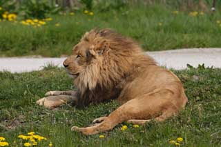 photo, la matire, libre, amnage, dcrivez, photo de la rserve,Un lion, lion, , LION, roi de btes