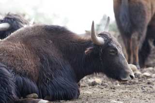 Foto, materieel, vrij, landschap, schilderstuk, bevoorraden foto,Een ruim-sized grazen dierlijk, Grazende beest, Hoek, Hoornen, 