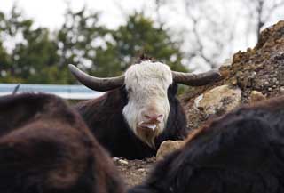 photo,material,free,landscape,picture,stock photo,Creative Commons,A large-sized grazing animal, grazing animal, corner, horn, 