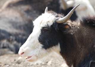 Foto, materieel, vrij, landschap, schilderstuk, bevoorraden foto,Een ruim-sized grazen dierlijk, Grazende beest, Hoek, Hoornen, 