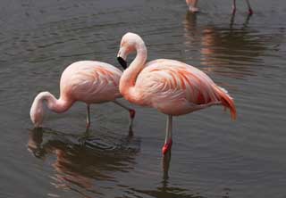 photo, la matire, libre, amnage, dcrivez, photo de la rserve,Un flamant rose, , flamant rose, oiseau, Rose