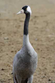 photo,material,free,landscape,picture,stock photo,Creative Commons,A crane, crane, string, crane, bird