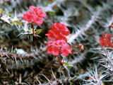 photo, la matire, libre, amnage, dcrivez, photo de la rserve,Fleurs rouges pineuses, rouge, pine, , 