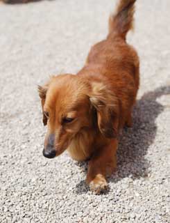 Foto, materieel, vrij, landschap, schilderstuk, bevoorraden foto,Een doggy, Hond, , Er is van niet jullie, Indoor hond