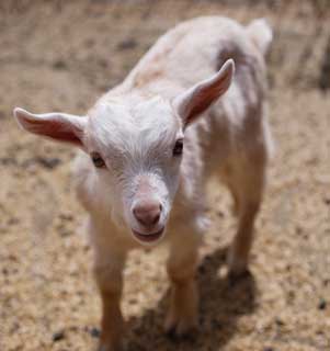 photo,material,free,landscape,picture,stock photo,Creative Commons,Butterfly Dai, goat, goat, goat, kid