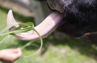 photo,material,free,landscape,picture,stock photo,Creative Commons,Cow tongue, , cow, cow, Holstein