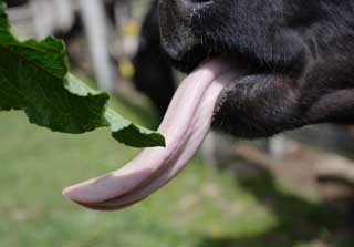 photo,material,free,landscape,picture,stock photo,Creative Commons,Cow tongue, , cow, cow, Holstein