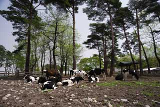 Foto, materieel, vrij, landschap, schilderstuk, bevoorraden foto,Het landschap die er is een koe, , Koe, , Holstein