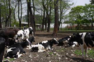 Foto, materieel, vrij, landschap, schilderstuk, bevoorraden foto,Het landschap die er is een koe, , Koe, , Holstein