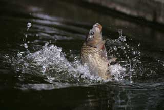 photo,material,free,landscape,picture,stock photo,Creative Commons,A fish!, carp, carp, Come, Fishing