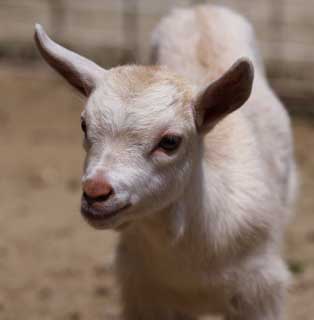 photo,material,free,landscape,picture,stock photo,Creative Commons,A kid, goat, goat, goat, kid