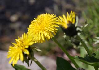 photo,material,free,landscape,picture,stock photo,Creative Commons,A dandelion, dandelion, , DDelaware ion, 