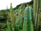 fotografia, materiale, libero il panorama, dipinga, fotografia di scorta,La solitudine nelle masse, cactus, spina, , 