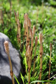 foto,tela,gratis,paisaje,fotografa,idea,Un horsetail de campo, Horsetail, Horsetail de campo, , 