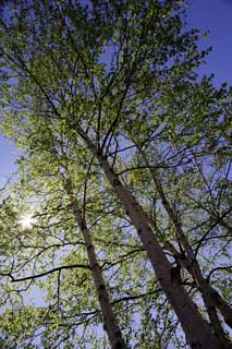 Foto, materiell, befreit, Landschaft, Bild, hat Foto auf Lager,Weie Birke zu einem blauen Himmel, , Weie Birke, weie Birke, Die Sonne