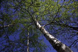 photo,material,free,landscape,picture,stock photo,Creative Commons,White birch to a blue sky, , White birch, white birch, The sun